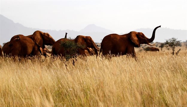 Elephants are seen at the Tsavo West National Park in Kenya. Reuters/Thomas Mukoya