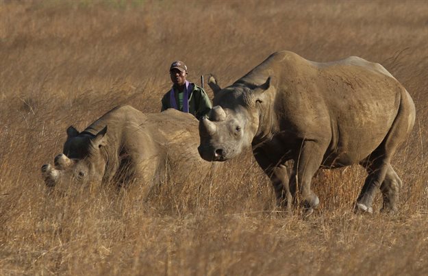 A ranger walks behind a pair of black rhinoceros at the Imire Rhino and Wildlife Conservation Park near Marondera, east of the capital Harare. The population of the species has dwindled due to poaching activities. Reuters/Philimon Bulawayo
