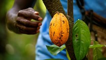 Ivory Coast, Ghana push cocoa industry to boost premium payments