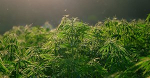 Cannabis Master Plan to be presented to Nedlac