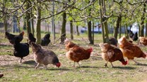 Biosecurity measures can reduce the risk of avian influenza in farmer flocks