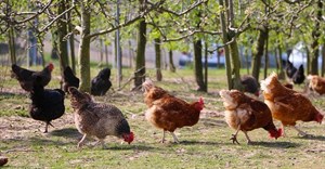 Biosecurity measures can reduce the risk of avian influenza in farmer flocks