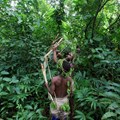 African rainforests slow climate change despite record heat, drought