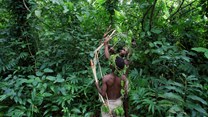 African rainforests slow climate change despite record heat, drought