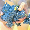 Slow and steady wins the race for SA wine industry's 2020/21 grape season