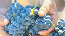 Slow and steady wins the race for SA wine industry's 2020/21 grape season
