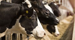 What the much-anticipated AfCFTA will mean for SA's beef industry