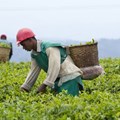 Workers in a tea plantation in Rwanda. The crop is one of the country's main exports