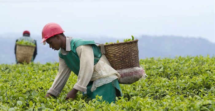 Workers in a tea plantation in Rwanda. The crop is one of the country's main exports