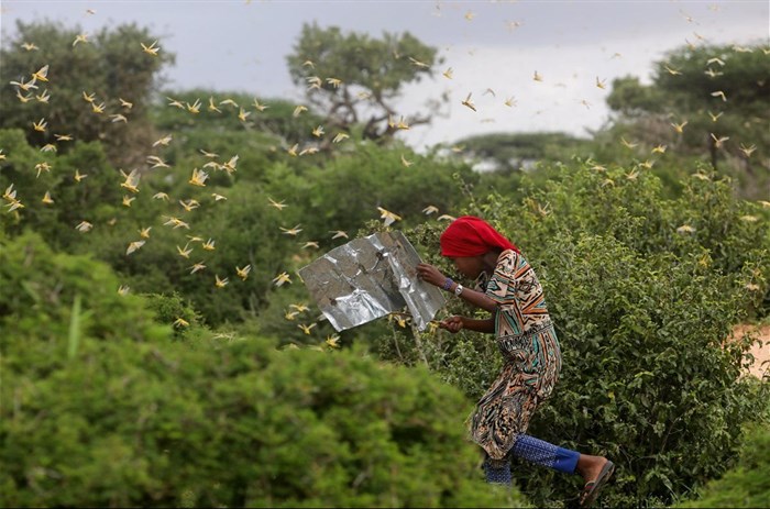 A Somali girl attempts to fend-off a swarm of desert locusts in a grazing land on the outskirt of Daynile district of Mogadishu, Somalia November 13, 2020 REUTERS/Feisal Omar - RC2K2K9RK0XT