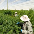 Goodleaf merges with Highlands Investments to create R650m cannabis company