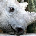 SA researchers hope to deter rhino poachers with radioactive markers