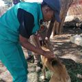 NWU animal health hospital bolsters service offerings