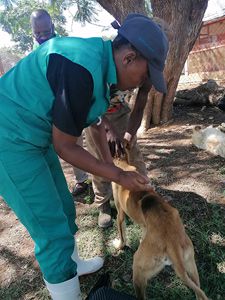 The NWU animal health hospital offers vaccination services to the local communities.