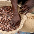 Ivory Coast sells 2021/2022 cocoa contracts after wrangle over premium