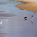 A woman walks with her dog into the surf at Fingal Beach, located 1 km (0.62 miles) south of the Queensland and New South Wales border, near the town of Tweed Heads, June 22, 2013. Reuter/David Gray