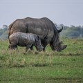 23 years' prison time for rhino poacher