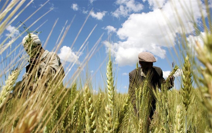 Ethiopian farmers collect wheat in their field in Abay, north of Ethiopia's capital Addis Ababa, October 21, 2009. REUTERS/Barry Malone