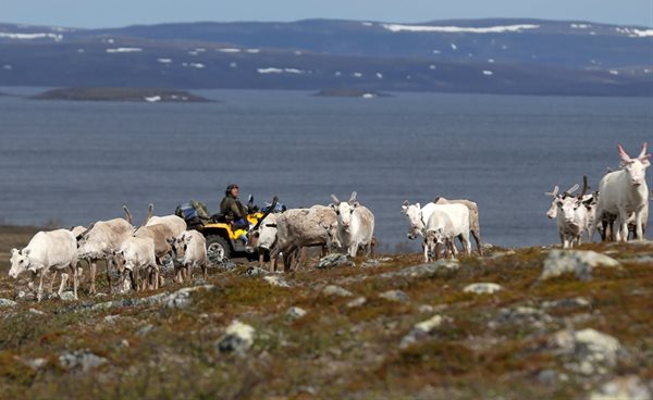 Sami reindeer herder Nils Mathis Sara, 60, drives his ATV as he follows a herd of reindeer on the Finnmark Plateau, Norway, June 16, 2018. Source: Reuters/Stoyan Nenov