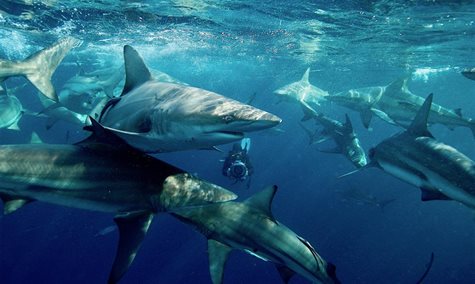 National Geographic announces largest Sharkfest yet; kicking off Shark Beach With Chris Hemsworth premiere