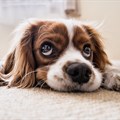 What to do when a tenant asks for pets