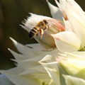 Investing in restoration makes sense for bees, food production and the bottom line. Here's why