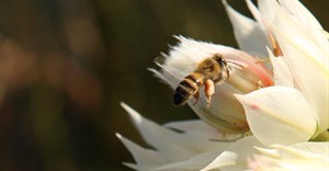 Investing in restoration makes sense for bees, food production and the bottom line. Here's why