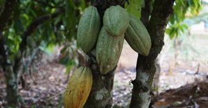 Chocolate fix: How the cocoa industry could end deforestation in West Africa