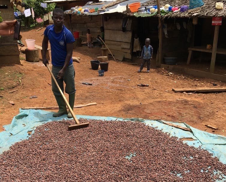 A farmer dries recently harvested cocoa beans under the sun. (Sophia Carodenuto), Author provided
