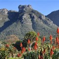 Kirstenbosch offers free entry to under-17s until 18 July