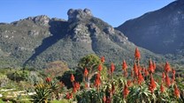 Kirstenbosch offers free entry to under-17s until 18 July