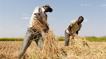 Tanzanian small-scale farmers receive support to improve food security