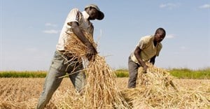 Tanzanian small-scale farmers receive support to improve food security