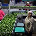 Workers sort avocados at a farm factory in Nelspruit in Mpumalanga province, about 82 km north of the Swaziland border, South Africa. Source: Reuters/Siphiwe Sibeko