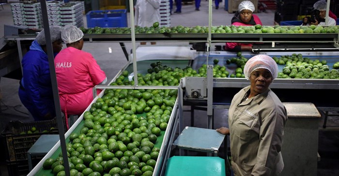 Workers sort avocados at a farm factory in Nelspruit in Mpumalanga province, about 82 km north of the Swaziland border, South Africa. Source: Reuters/Siphiwe Sibeko