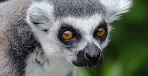 Covid-19 pandemic is affecting conservation efforts in Madagascar
