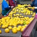 Citrus industry rolls out recovery plan amid riots