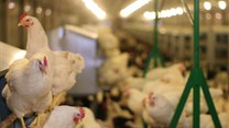 NW completes poultry abattoir for emerging farmers