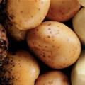 Local potato industry appeals for support amidst EU dumping threats