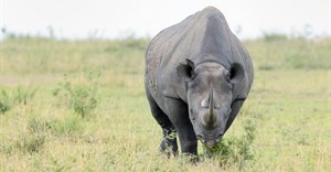 Rhino poaching returns after pandemic-induced lull