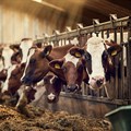 Nestlé's first net zero carbon emissions dairy farm on track to reach targets