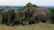 Namibia sells only a third of elephants on offer in criticised auction