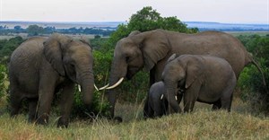 Namibia sells only a third of elephants on offer in criticised auction