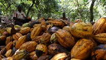 Heavy rains in Ivory Coast bode well for upcoming cocoa crop