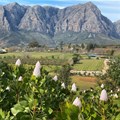 Visit Stellenbosch launches wine walks to support local entrepreneurs