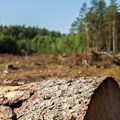 Looking beyond the trees: Supporting sustainable forestry for our future