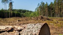 Looking beyond the trees: Supporting sustainable forestry for our future