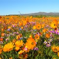 5 best places to view the wildflowers in South Africa