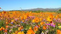 5 best places to view the wildflowers in South Africa