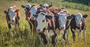 DMA's affected by foot-and-mouth disease in KZN gets reduced